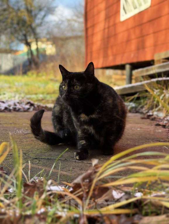 Кошки в Москве: Ласковая молодая кошечка-антистресс Бусинка ищет дом Девочка, 5 руб. - фото 4