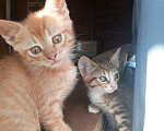 Кошки в Курске: Котята в добрые руки Разнополые, Бесплатно - фото 4
