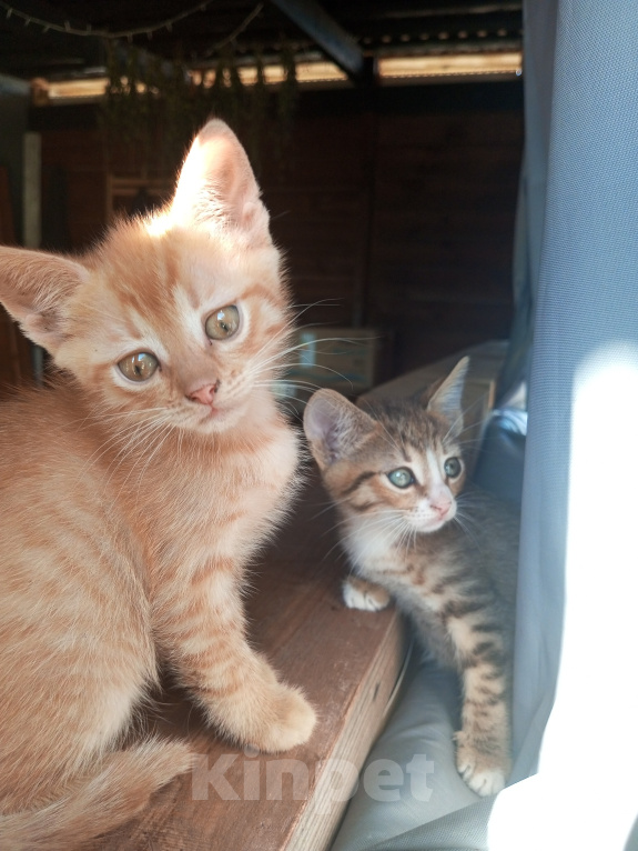 Кошки в Курске: Котята в добрые руки Разнополые, Бесплатно - фото 4