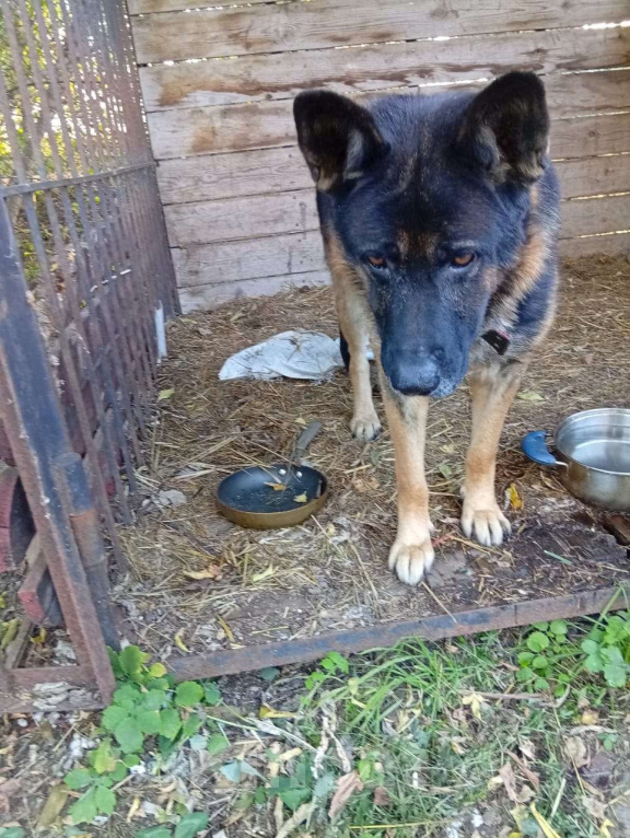 Собаки в других городах Московской области: Ищем хозяина для найденного кобеля немецкой овчарки Мальчик, Бесплатно - фото 2