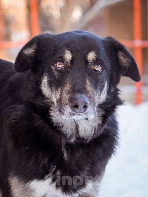 Собаки в Солнечногорске: Спокойный, уравновешенный песик в добрые руки. 2 года. Мальчик, Бесплатно - фото 1