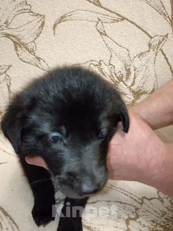 Собаки в Красногорске: Щеночки 1 месяц начинают искать дома Мальчик, Бесплатно - фото 3