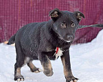 Собаки в Москве: Домашний щеночек Куделек в добрые руки Мальчик, Бесплатно - фото 2