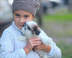Собаки в Москве: Крошечная мини девочка Девочка, 35 000 руб. - фото 2