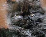 Кошки в Оленегорске: Персидские котики, 10 000 руб. - фото 3