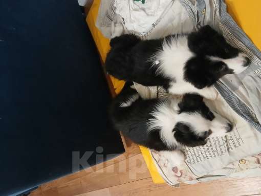 Собаки в Москве: Девочка (сука) бордер-колли: самая ласковая и умная Девочка, 110 000 руб. - фото 9