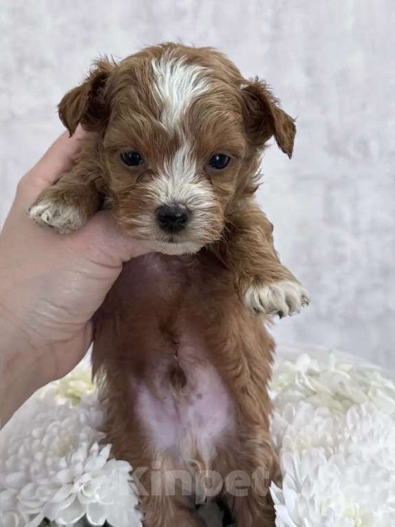 Собаки в Москве: Мальтипу мальчик Мальчик, 80 000 руб. - фото 2