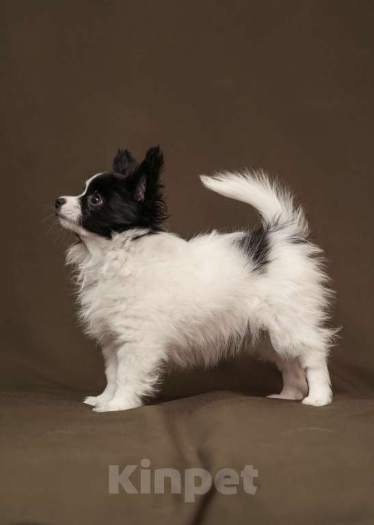 Собаки в Череповце: Продажа маленького щенка (русский той) Девочка, 50 000 руб. - фото 3