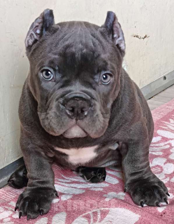 Собаки в Москве: Широкий малыш Американский Булли Покет Мальчик, 200 000 руб. - фото 10