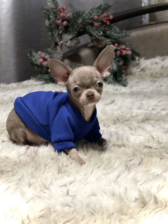 Собаки в Люберцах: Чихуахуа лиловый Мальчик, 45 000 руб. - фото 8