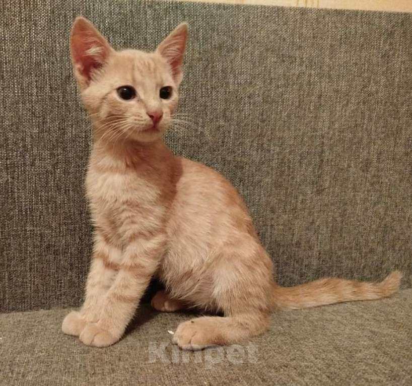 Кошки в Москве: Рыжий котенок в дар Мальчик, Бесплатно - фото 1