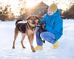 Собаки в Москве: Пеле ищет свои родителей  Мальчик, Бесплатно - фото 4