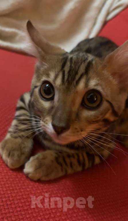 Кошки в Подольске: мальчик 5 месяцев ласковый приучен к лотку Мальчик, 20 000 руб. - фото 2