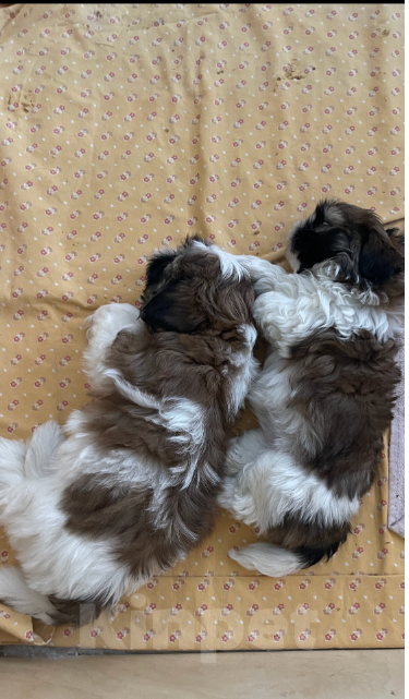 Собаки в Москве: Минималышечка  Девочка, 25 000 руб. - фото 2