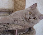 Кошки в Москве: Британский короткошерстный котик Мальчик, 40 000 руб. - фото 1