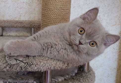 Объявление: Британский короткошерстный котик, 40 000 руб., Москва