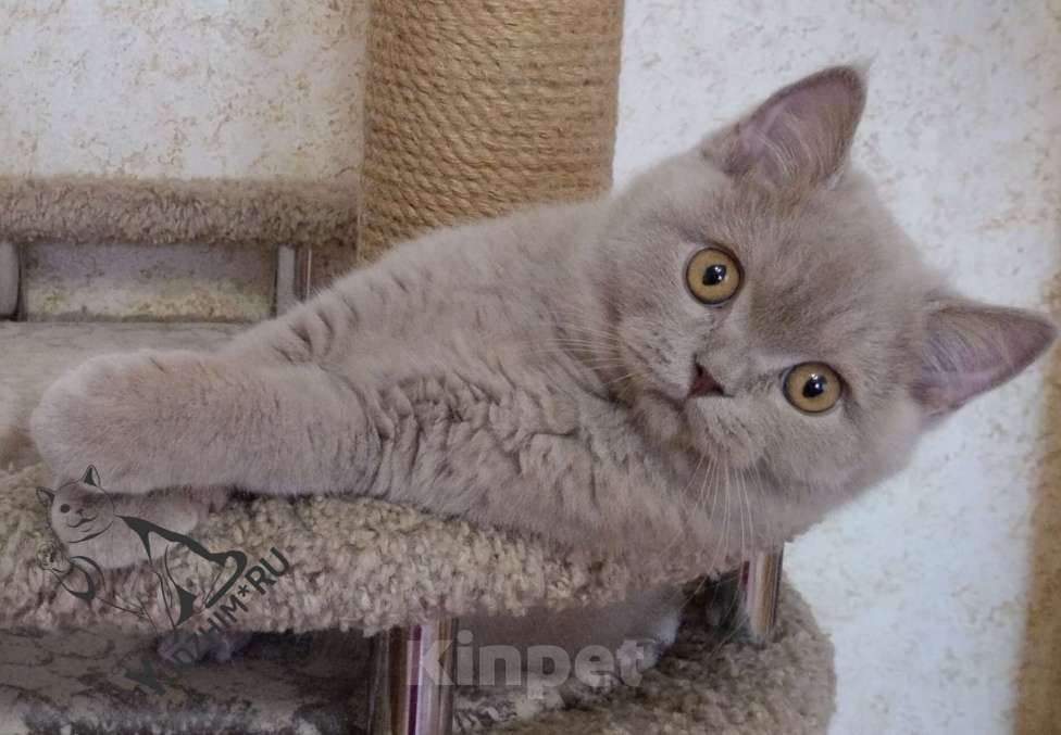 Кошки в Москве: Британский короткошерстный котик Мальчик, 40 000 руб. - фото 1