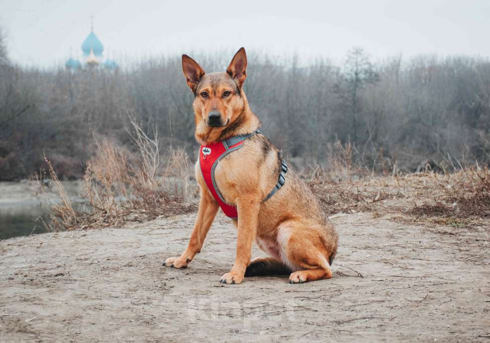 Собаки в Москве: Яшма - небольшая молодая контактная собачка из приюта в добрые руки  Девочка, Бесплатно - фото 9