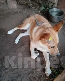 Собаки в Москве: Собака Рыжка ищет  дом Девочка, Бесплатно - фото 5