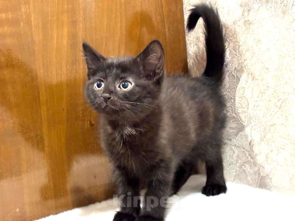 Кошки в Москве: Забавный Проша, котенок 2,5 мес в добрые руки. Мальчик, Бесплатно - фото 2