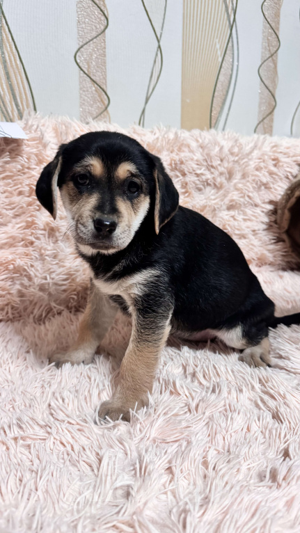 Собаки в Симферополе: Принцесска ищет дом Девочка, 100 руб. - фото 6