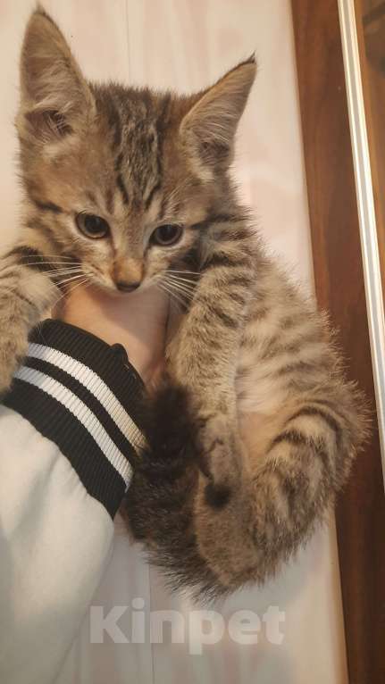 Кошки в Воронеже: Отдам котёнка в добрые руки Мальчик, Бесплатно - фото 1