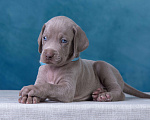 Собаки в Видном: Щенки Веймаранера  Мальчик, 100 000 руб. - фото 6