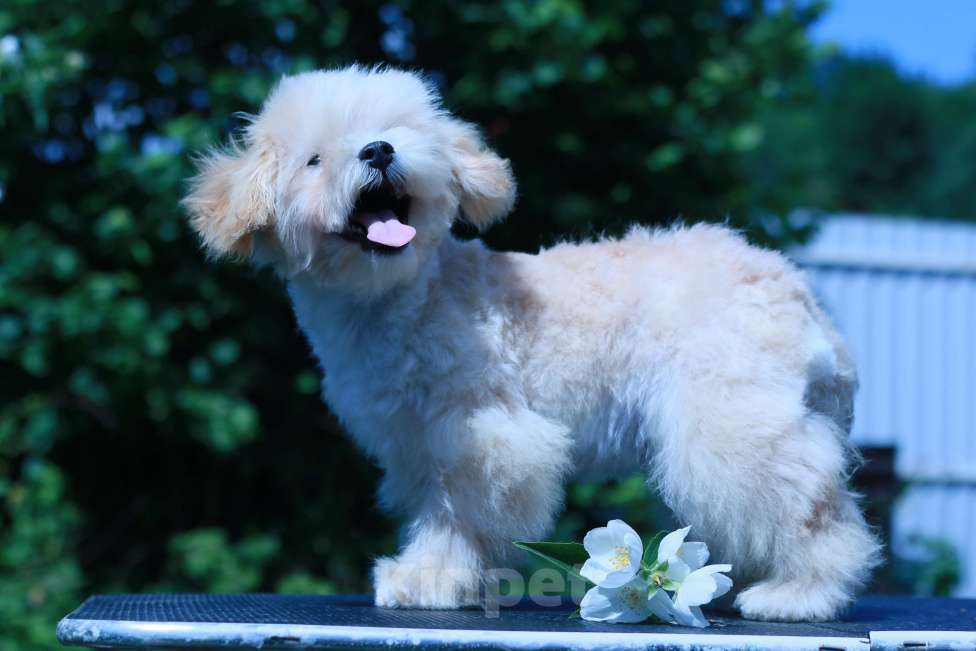 Собаки в Москве: мальтипу Ф1 щенки Девочка, 100 000 руб. - фото 9