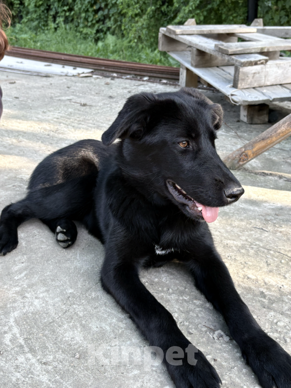 Собаки в других городах Краснодарского края: Уникальный щенок «ризеновчарик» девочка Эми Девочка, 1 000 руб. - фото 2