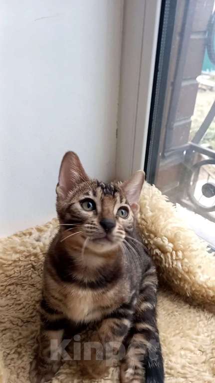 Кошки в Москве: Бенгальский мальчик Мальчик, 25 000 руб. - фото 7