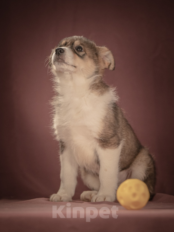 Собаки в Клине: Зорро — дружелюбный крепыш, который готов любить вас всем своим щенячьим сердцем Мальчик, Бесплатно - фото 6