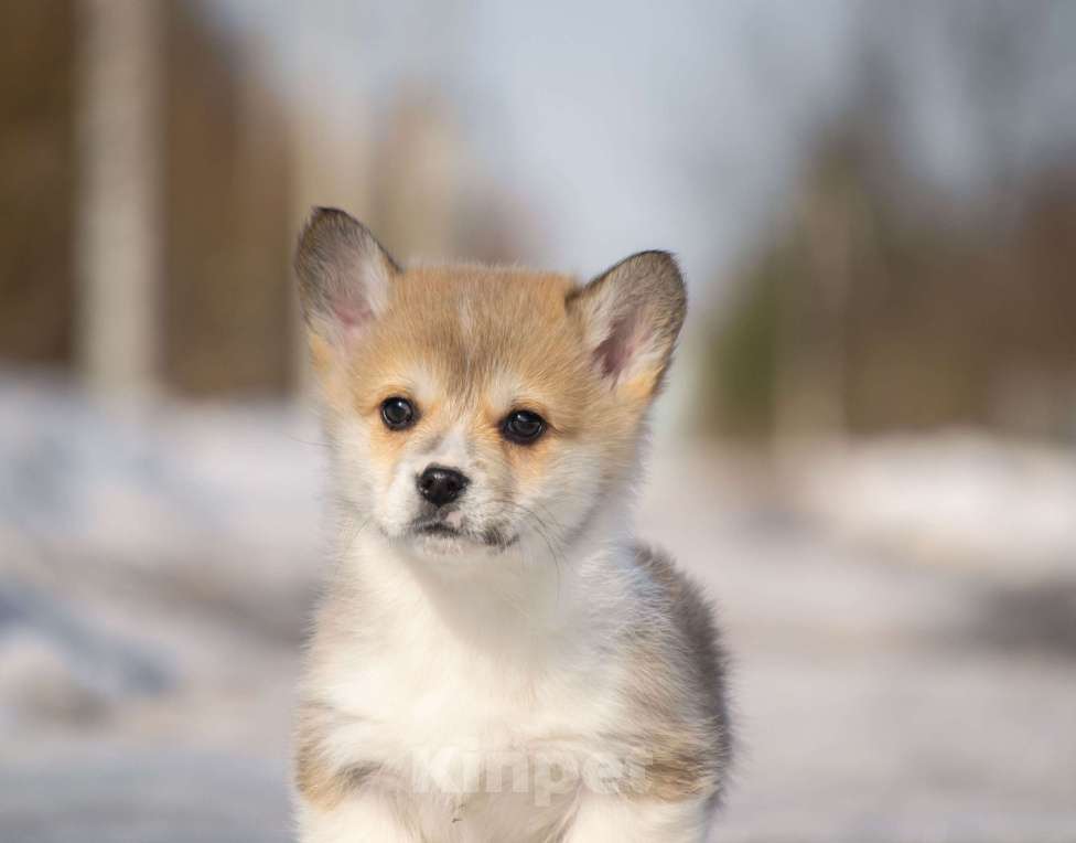 Собаки в Вологде: Щенки Вельш корги пемброк. Мальчик, 80 000 руб. - фото 2