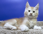 Кошки в Москве: Котенок Мейн Кун Мальчик, Бесплатно - фото 3