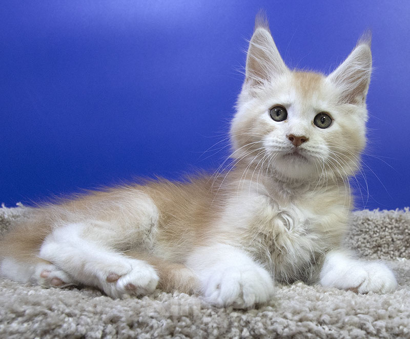 Кошки в Москве: Котенок Мейн Кун Мальчик, Бесплатно - фото 3