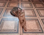 Кошки в Санкт-Петербурге: Отдам в добрые руки кошечку Рысю Девочка, Бесплатно - фото 1