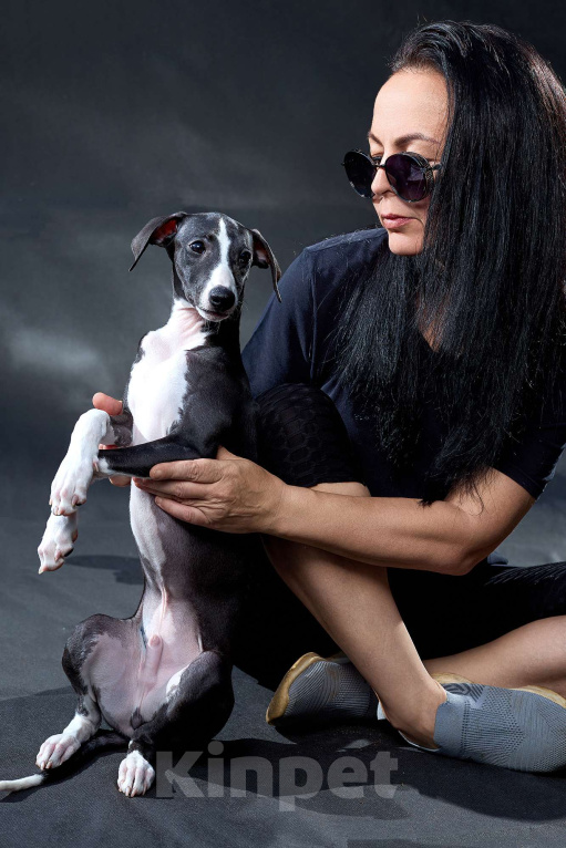 Собаки в Москве: Красивый парень уиппет черного цвета Мальчик, 55 000 руб. - фото 9