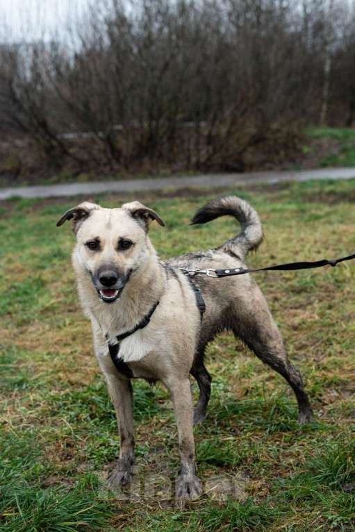 Собаки в Москве: Честер Мальчик, Бесплатно - фото 6