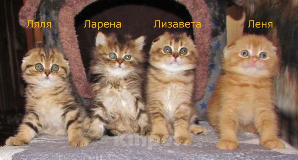 Кошки в Санкт-Петербурге: Шотландские котята Девочка, Бесплатно - фото 9