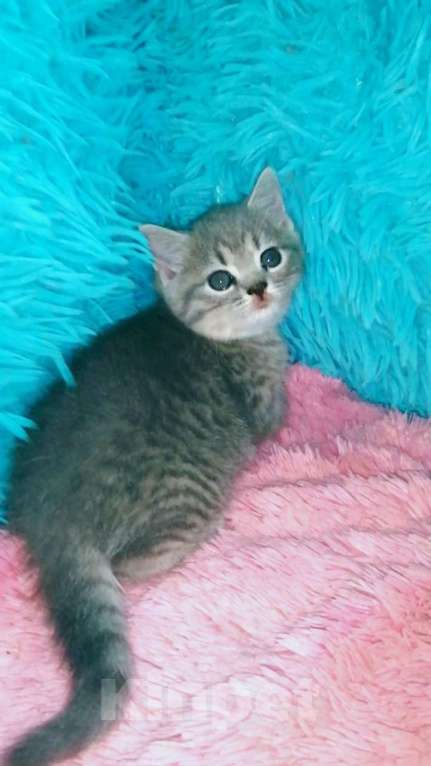 Кошки в Москве: Шотландские котята Девочка, 8 000 руб. - фото 10