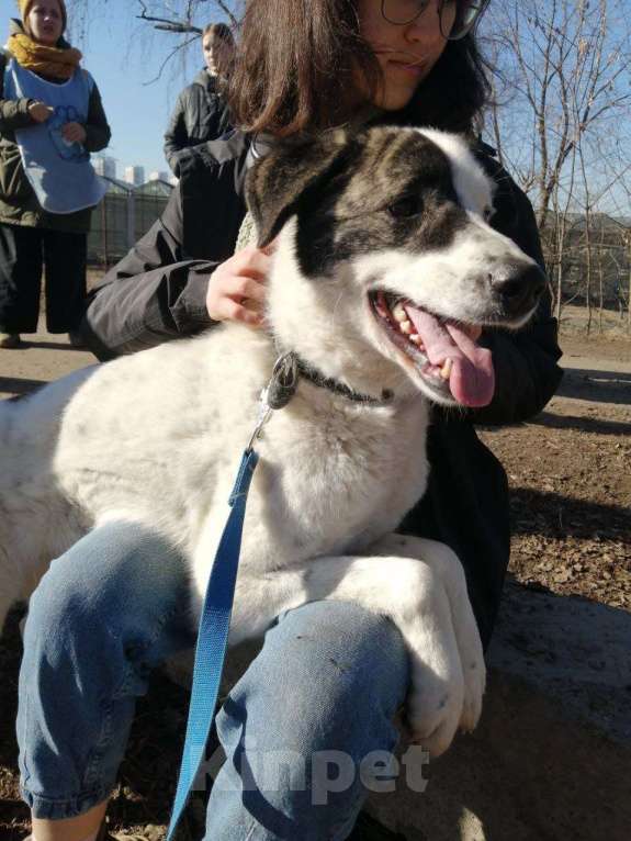 Собаки в Москве: Добрейший Поттер в Хорошие ручки! Мальчик, Бесплатно - фото 2