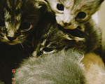 Кошки в Улане-Удэ: Котята,даром Разнополые, Бесплатно - фото 1
