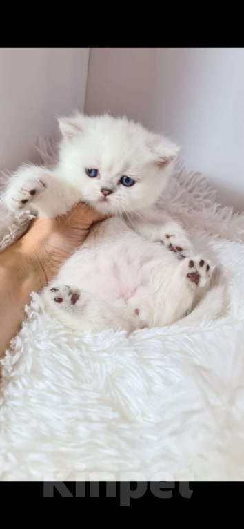 Кошки в Краснодаре: Продаю котят серебряной шотландской шиншиллы  Мальчик, 35 000 руб. - фото 7