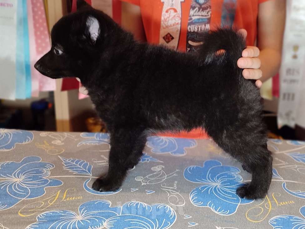 Собаки в Раменском: Шипперке Мальчик, Бесплатно - фото 3