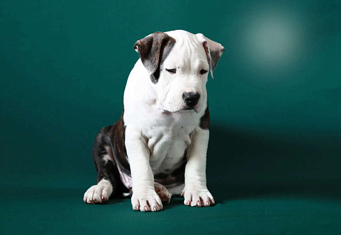 Щенок амстафф мальчик