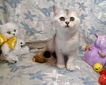 Кошки в Москве: В продаже чудесный шотландский мальчик Мальчик, 15 000 руб. - фото 8