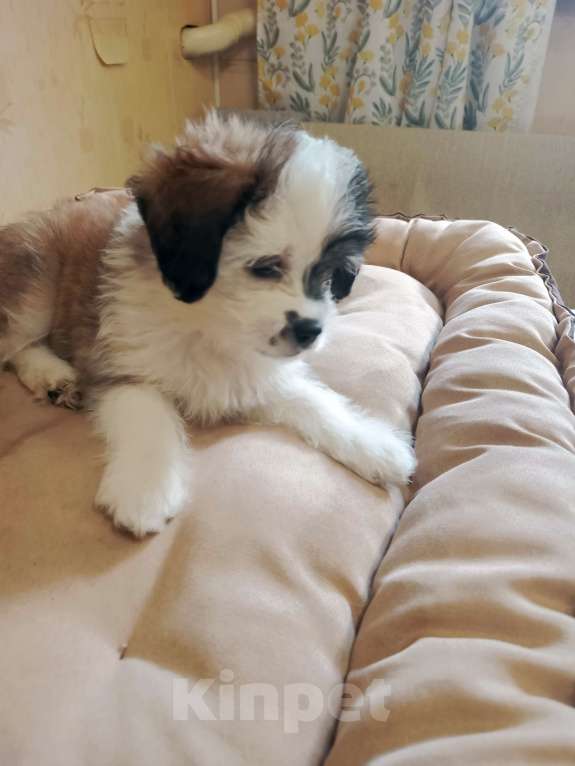 Собаки в других городах Курской области: Девочка Мона, 2-х месячного возраста, окрас цветной, бело- коричневый, очень красивый.  Девочка, 15 000 руб. - фото 2