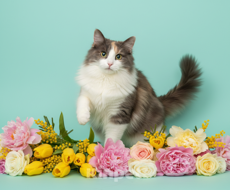 Кошки в Москве: Трехцветная пушистая кошка Филадельфия в дар Девочка, Бесплатно - фото 3