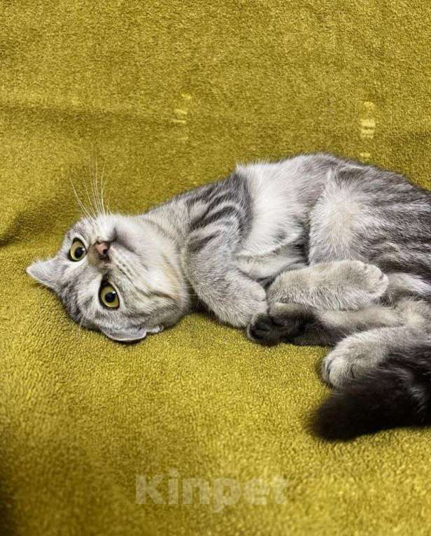 Кошки в Москве: Вислоухий котенок в добрые руки  Девочка, Бесплатно - фото 3