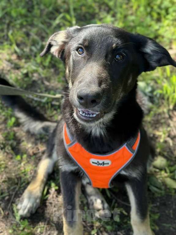 Собаки в Санкт-Петербурге: Умный и симпатичный щенок-подросток ищет дом Мальчик, Бесплатно - фото 4