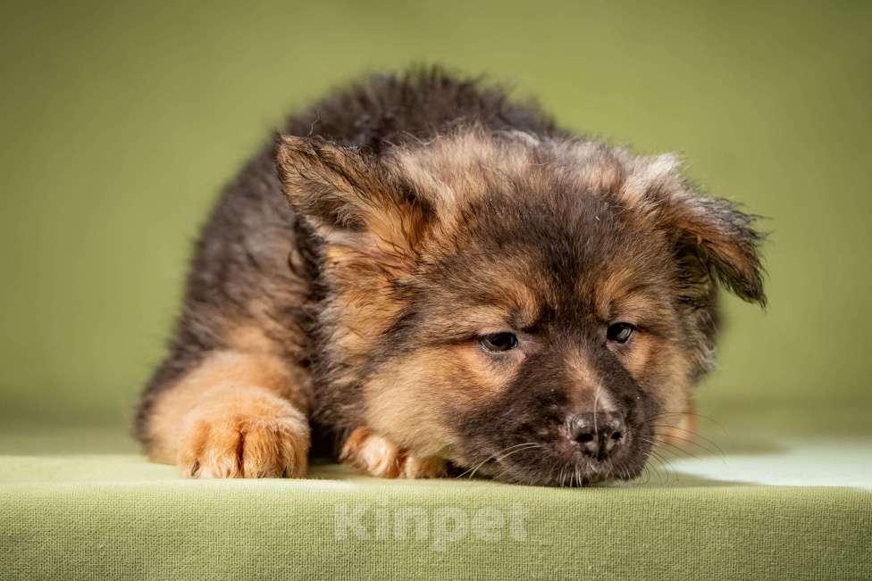 Собаки в Клине: Фисташка - пушистая красавица Девочка, Бесплатно - фото 7